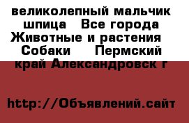 великолепный мальчик шпица - Все города Животные и растения » Собаки   . Пермский край,Александровск г.